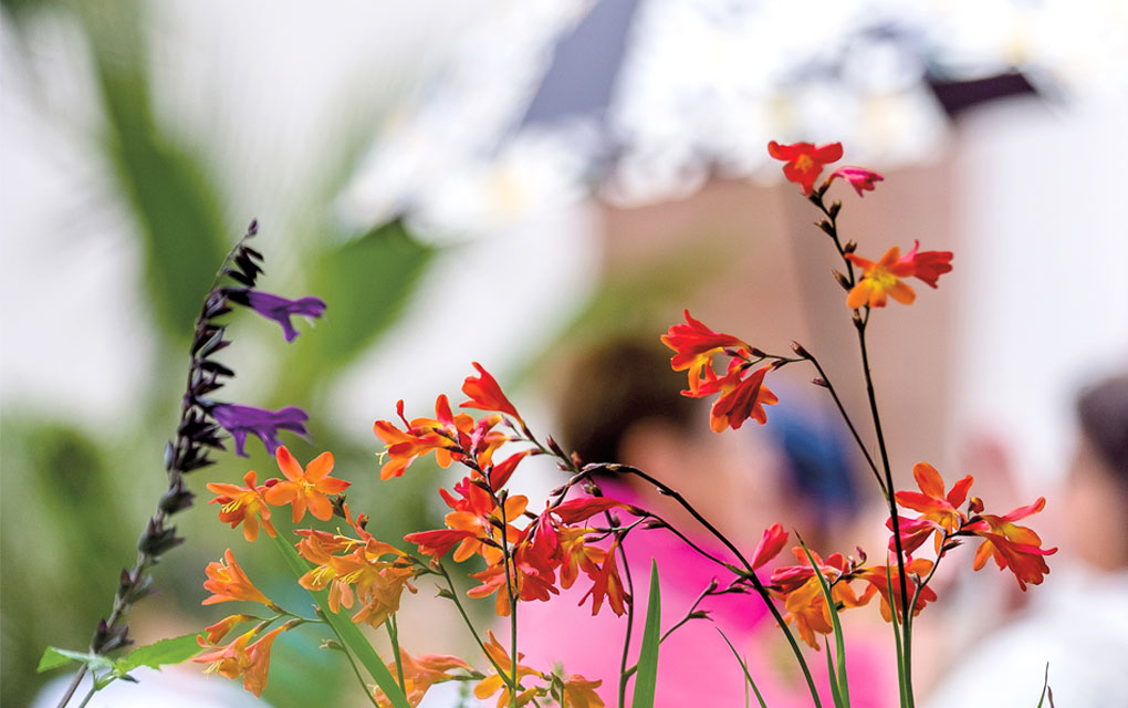 Gartenmarkt Maikammer 16. bis 17. August 2025